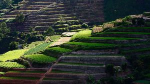 Ruộng bậc thang Đà Lạt